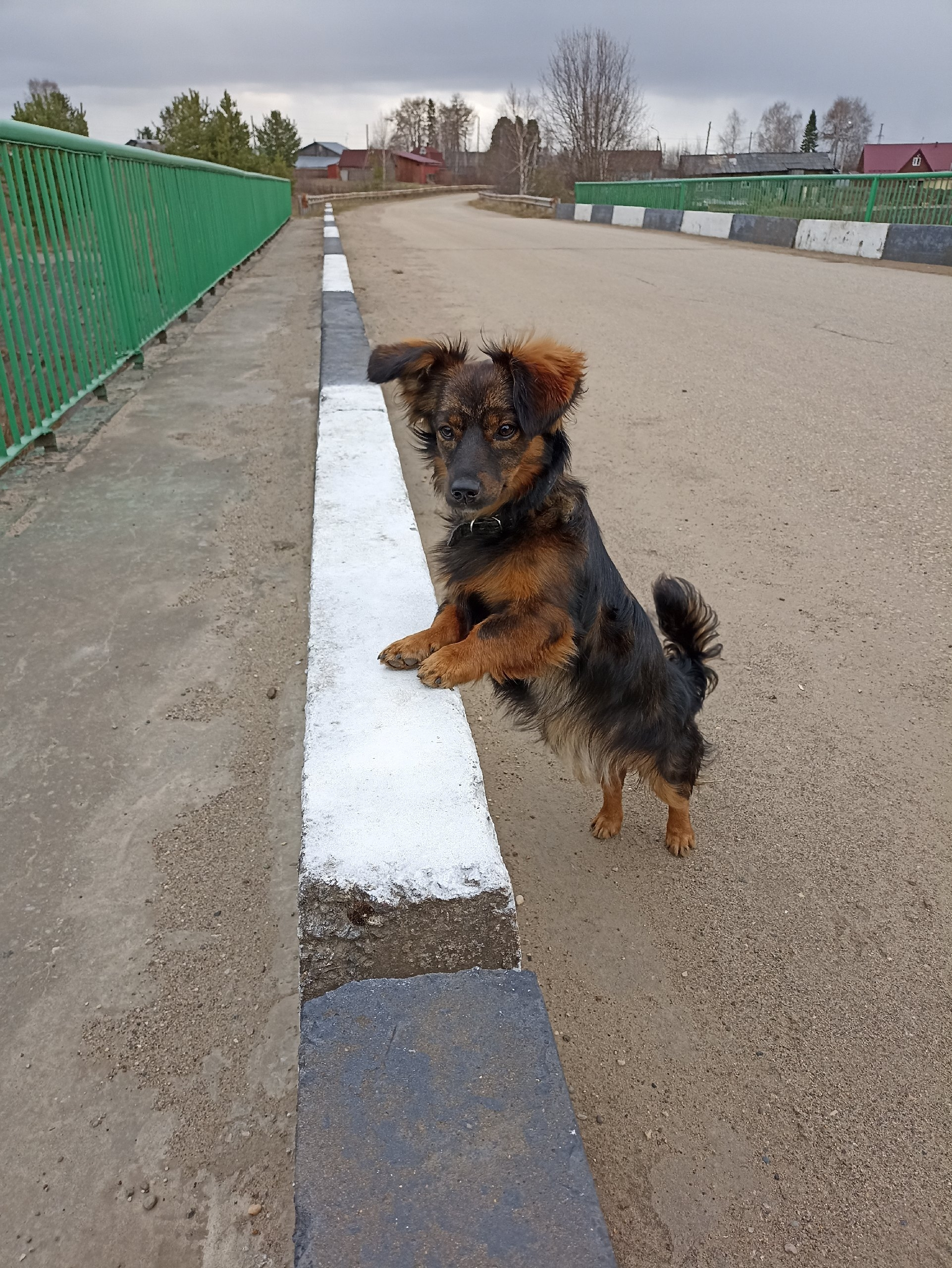 Выгул собак в Коми подорожал в два раза