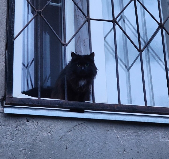 Как по поведению кошки понять, что дома столько негатива, что надо бежать из него без оглядки