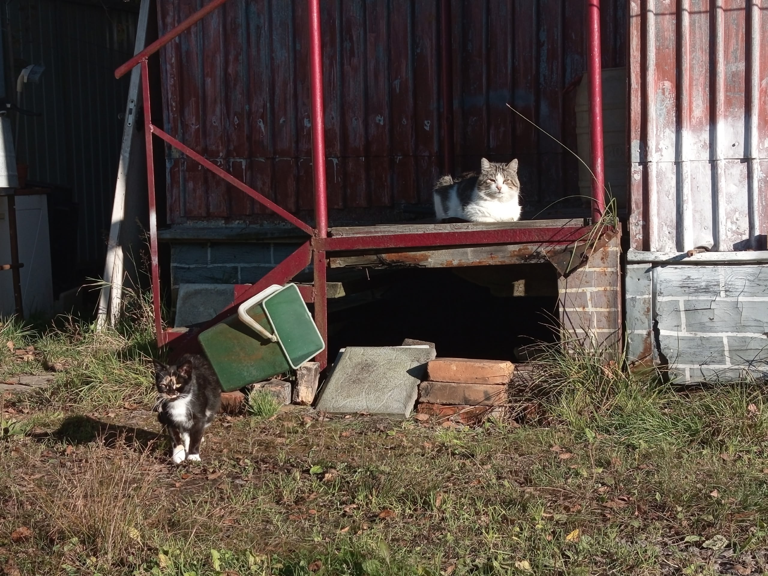 Бесплатной кастрации кошек и собак в Коми в 2026 году не будет