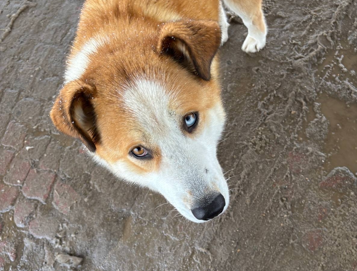 Какие собаки – самые адекватные: десять пород с наилучшим поведением