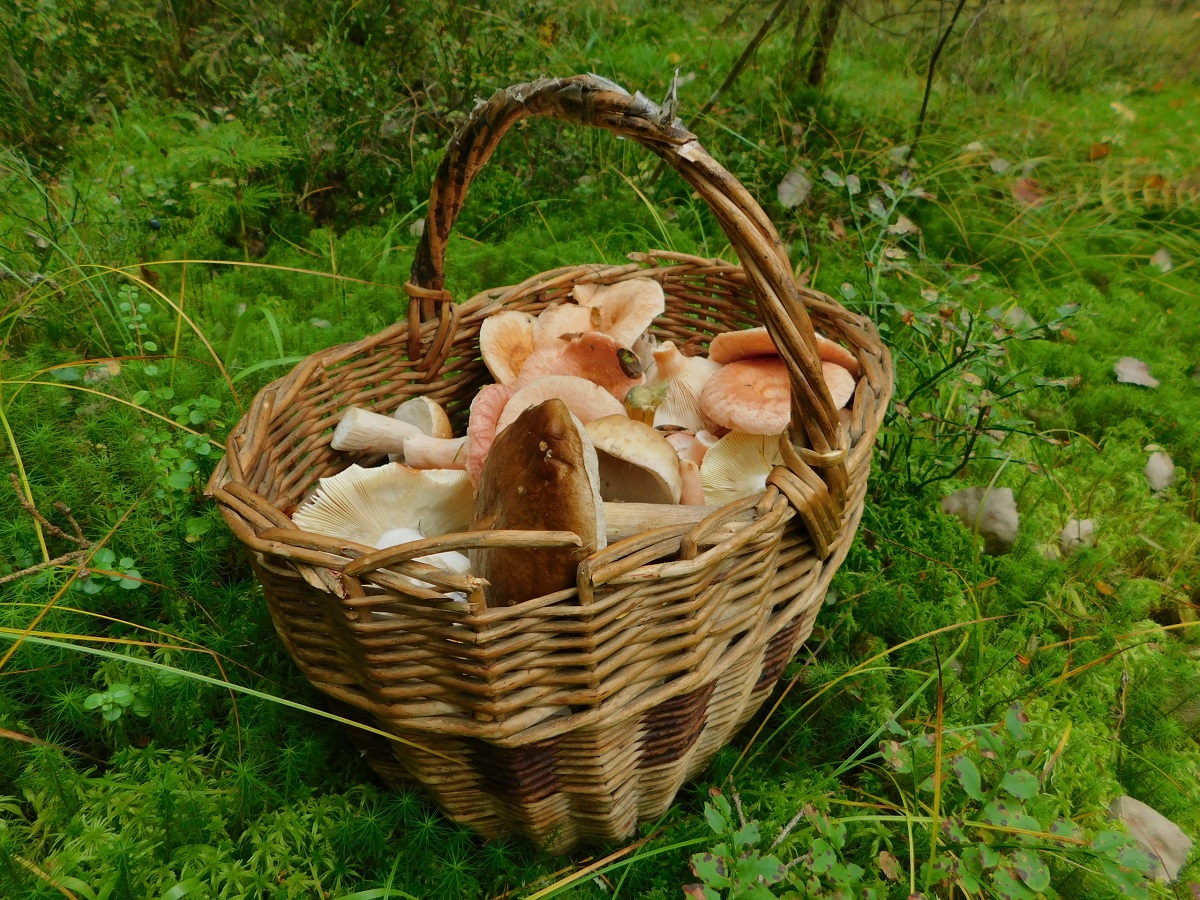 Варите грибы только так: сохраните всю пользу и вкус, за считанные минуты