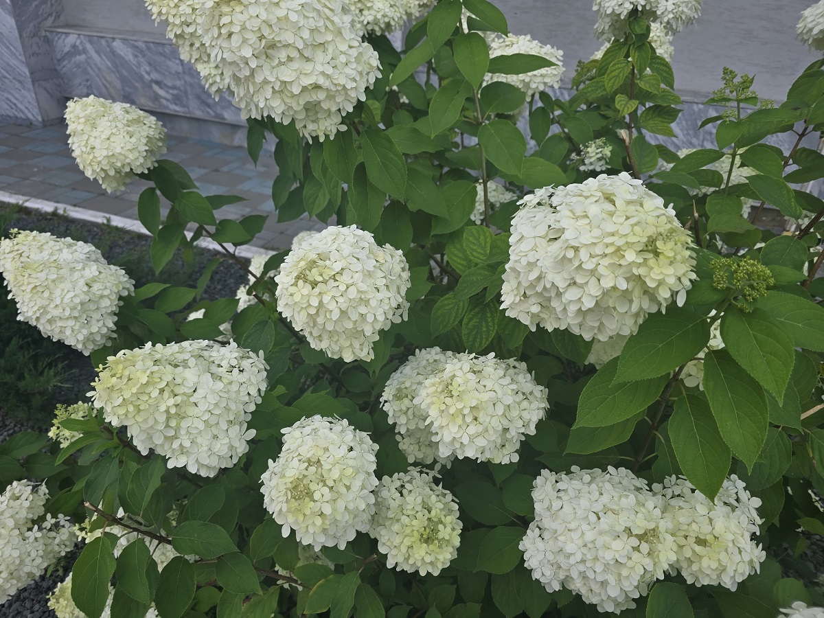 Гортензии осенью до морозов — непременно: 3 простых шага — и в следующем сезоне куст станет гигантским облаком