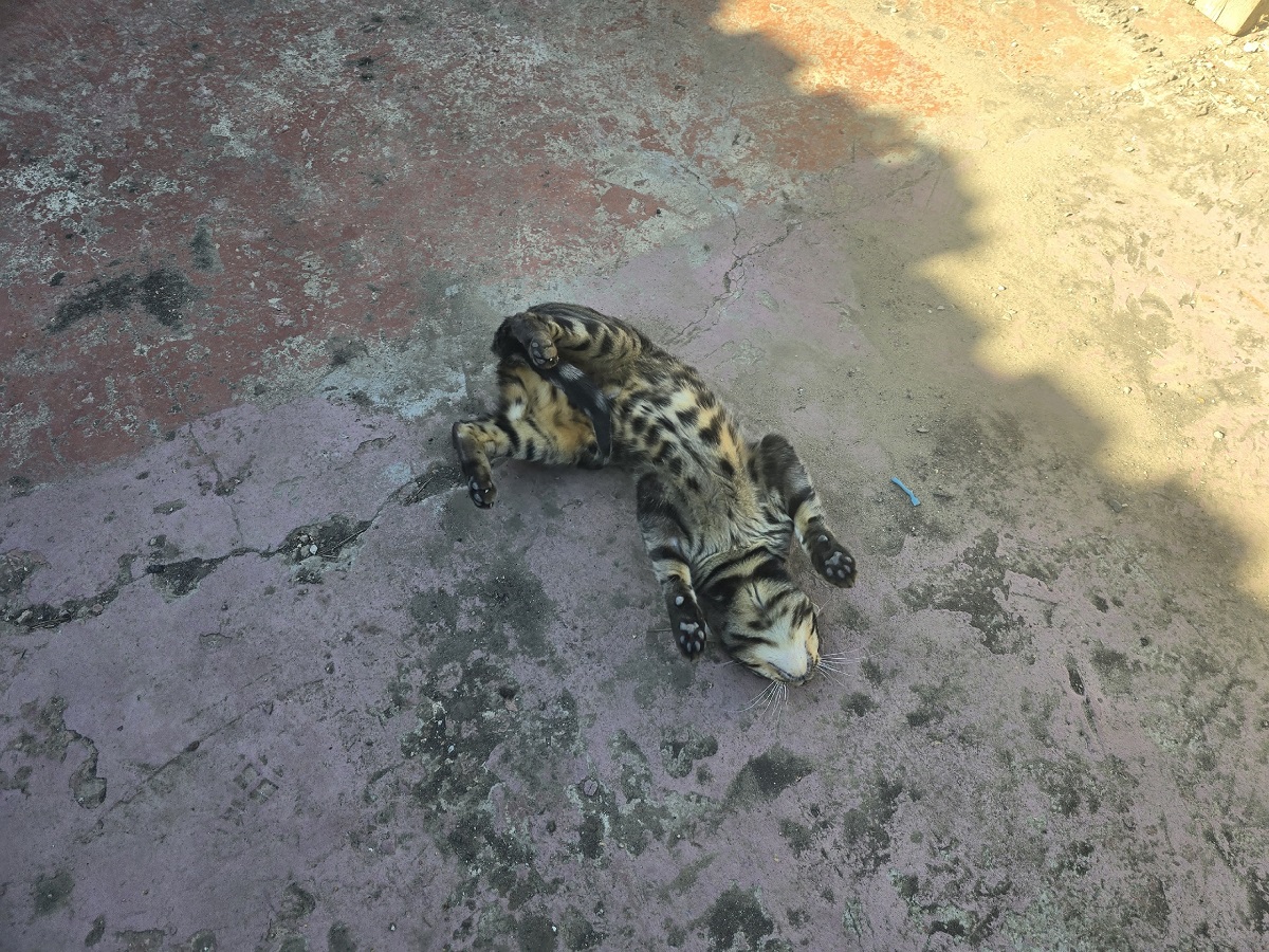 Что нельзя запрещать кошке, чтобы она не была несчастна - проверьте, не нелаете ли вы так