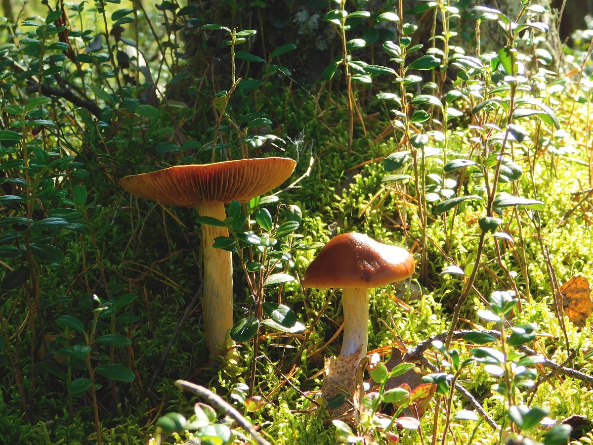 Меня с детства учили обходить червивые грибы стороной: терял половину урожая - вот как спасаю их за 2 минуты теперь