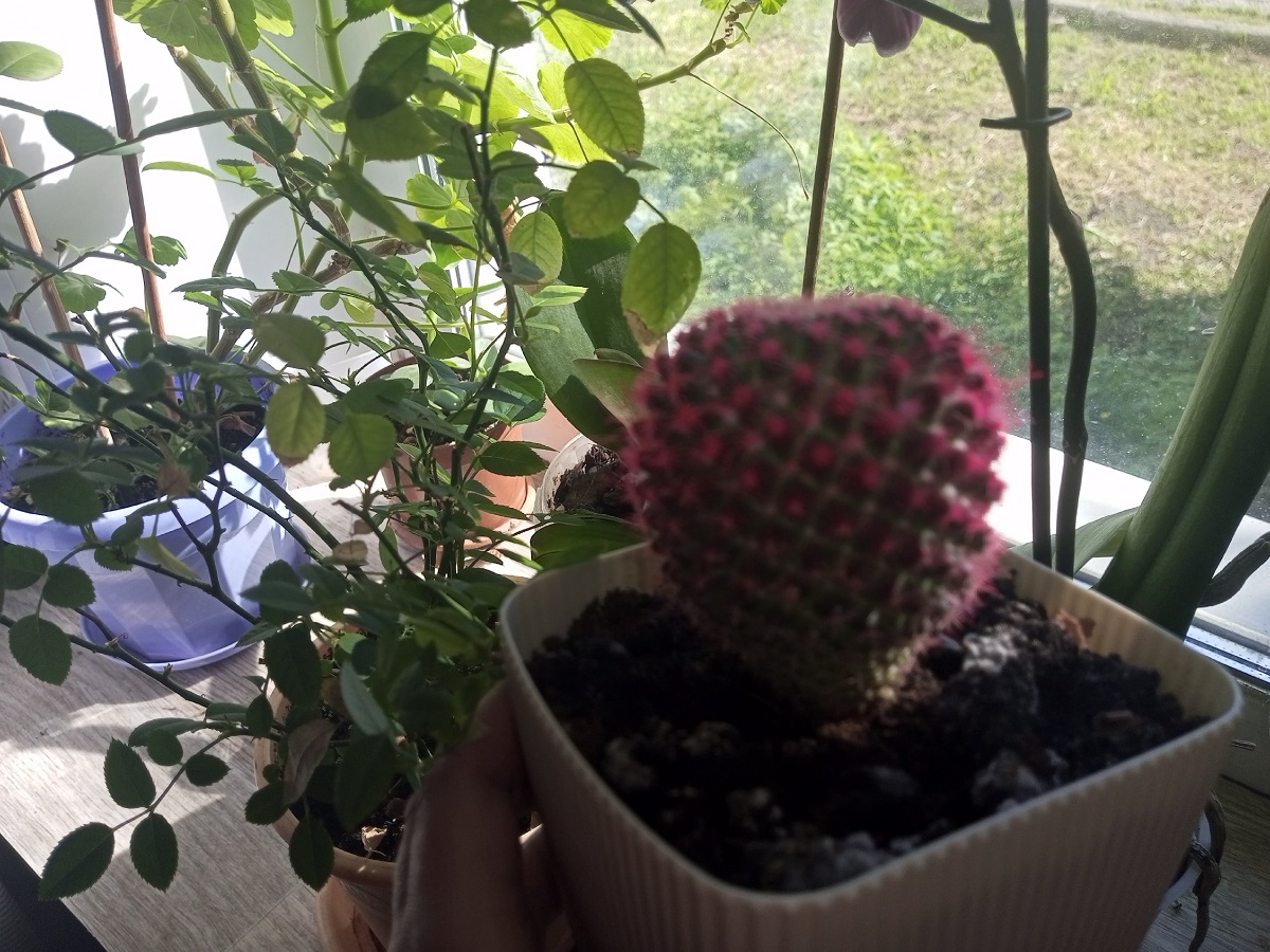 В домашних цветах завелись мошки: даем бой надоедливым насекомым - исчезнут влет