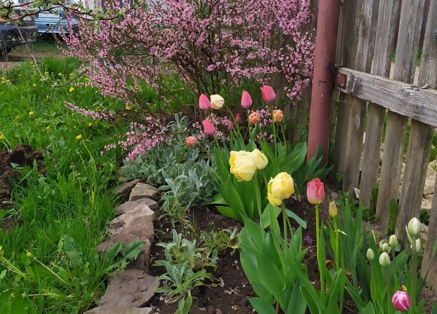 Ваша дача будет раем: 1 однолетник затмит соседские клумбы — сеем сейчас, весной восхищаемся