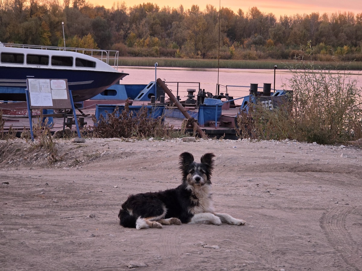 Почему за некоторыми людьми на улице постоянно увязываются собаки - причина проста