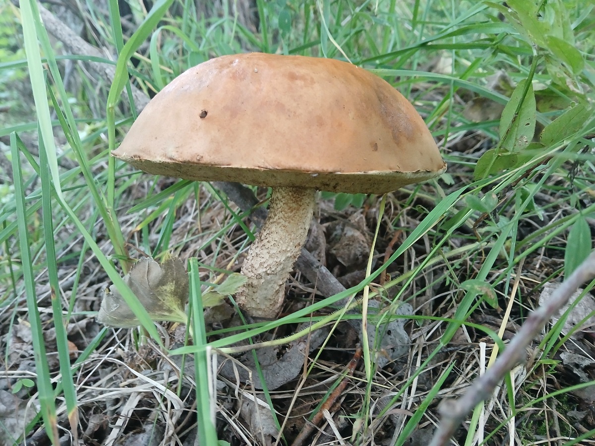 Грибы, которые можно есть свосем сырыми: ТОП-4 из них — самые вкусные