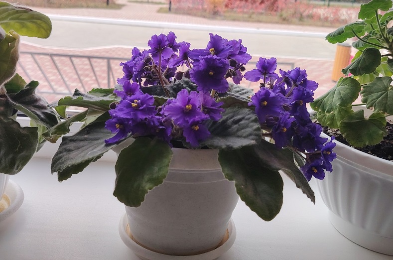 Что делать, если желтеют листья герани: 10 причин недуга и простые способы от него избавиться