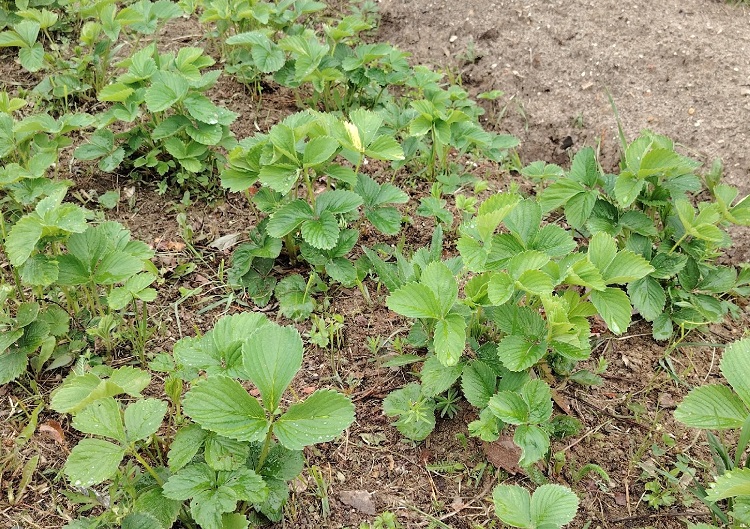 Каждый год раскидываю по клубнике в ноябре пакет семян. Ягода растёт отборная