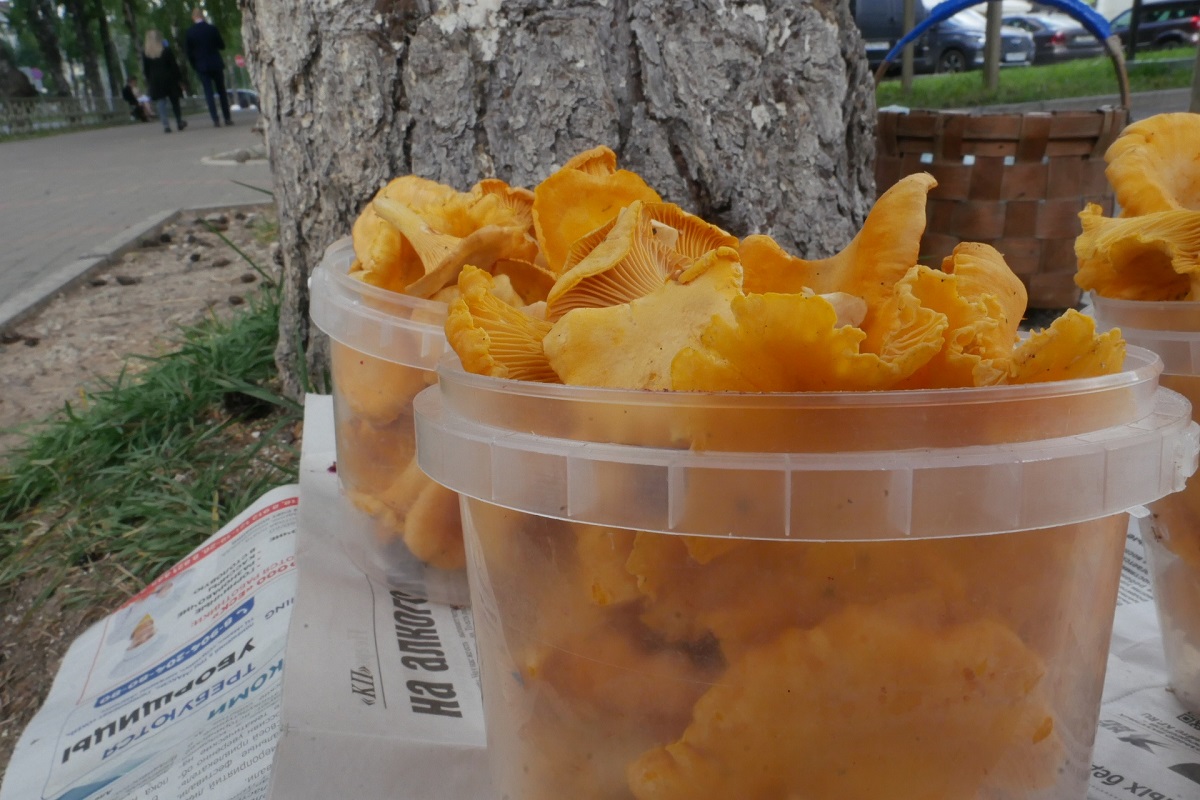 Ученые назвали самый полезный гриб: не шампиньоны, не вешенки и в 2 раза полезнее желанных лисичек