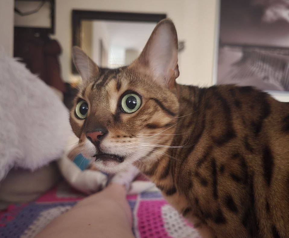 Почему надо радоваться, если кошка при виде вас бежит точить когти - вот что значит