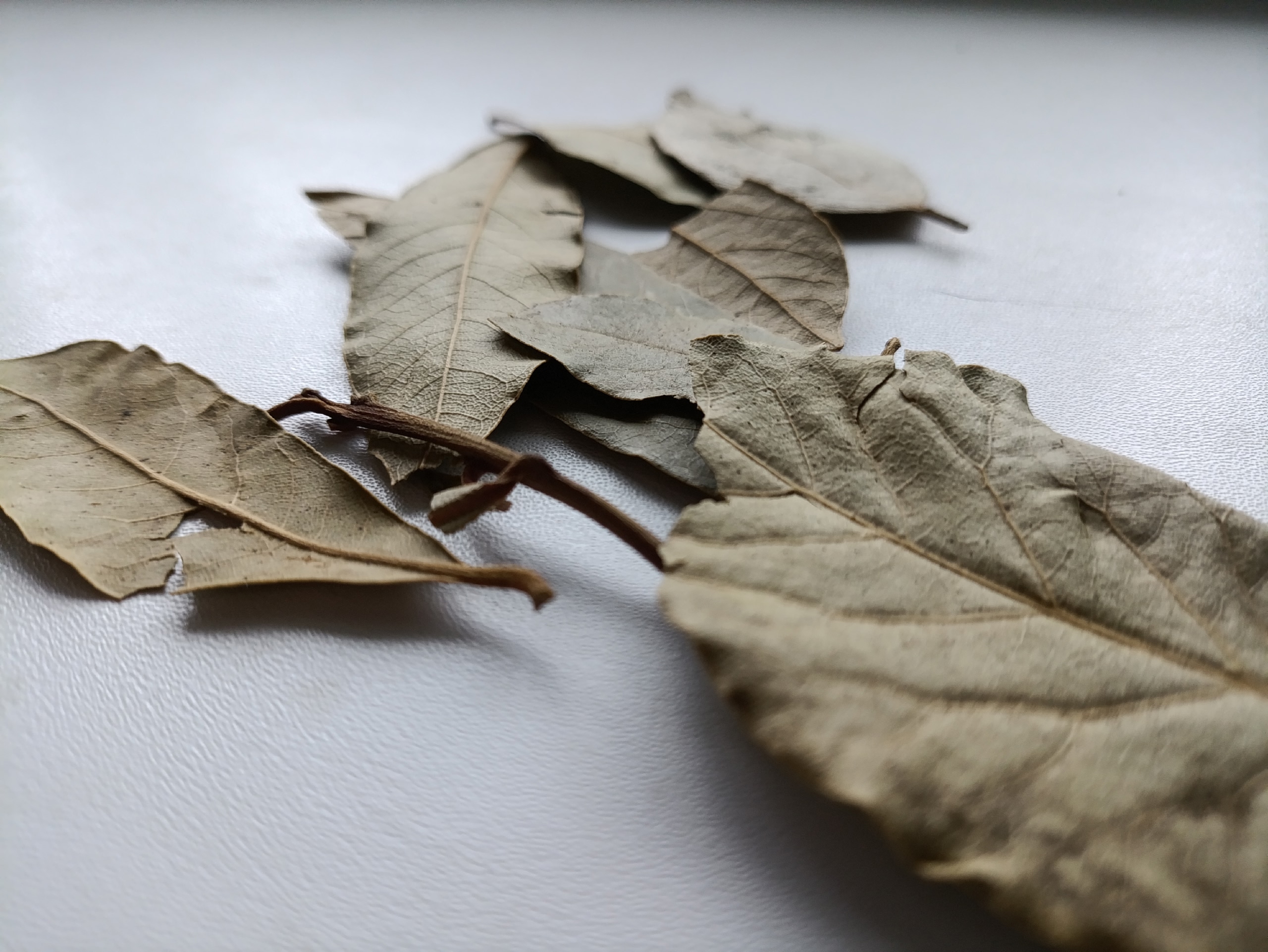 С первыми заморозками кладу лист лавра на батарею — и живу без бед: вот что происходит — разница заметна сразу