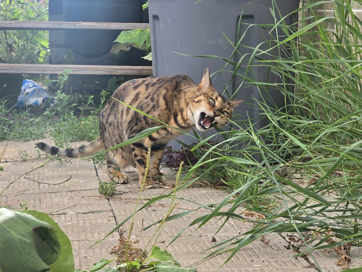 Почему кошка постоянно мяукает: три основные причины и случаи, в которых нужно мчать к ветеринару