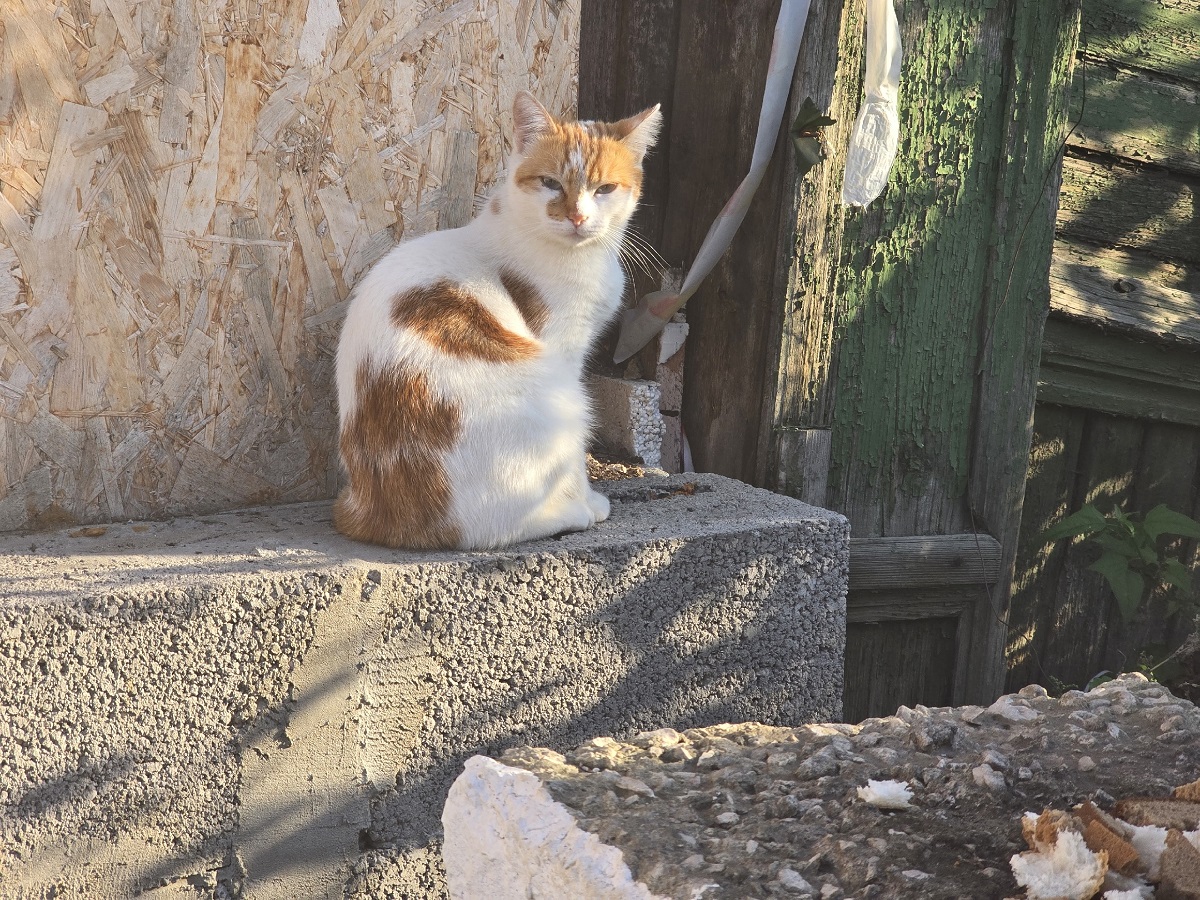 Благодарны ли уличные коты за то, что их забрали домой. Запомните раз и навсегда