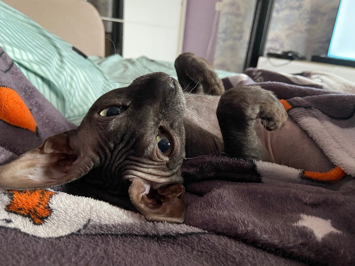 Скучно ли кошке в квартире, или вы просто не знаете о пяти правилах счастья питомца