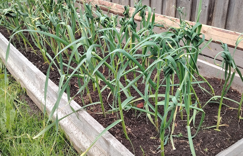 Годами обрезала чеснок неправильно, пока агроном не открыл мне глаза. Теперь он хранится до весны без потерь — вот 3 правила