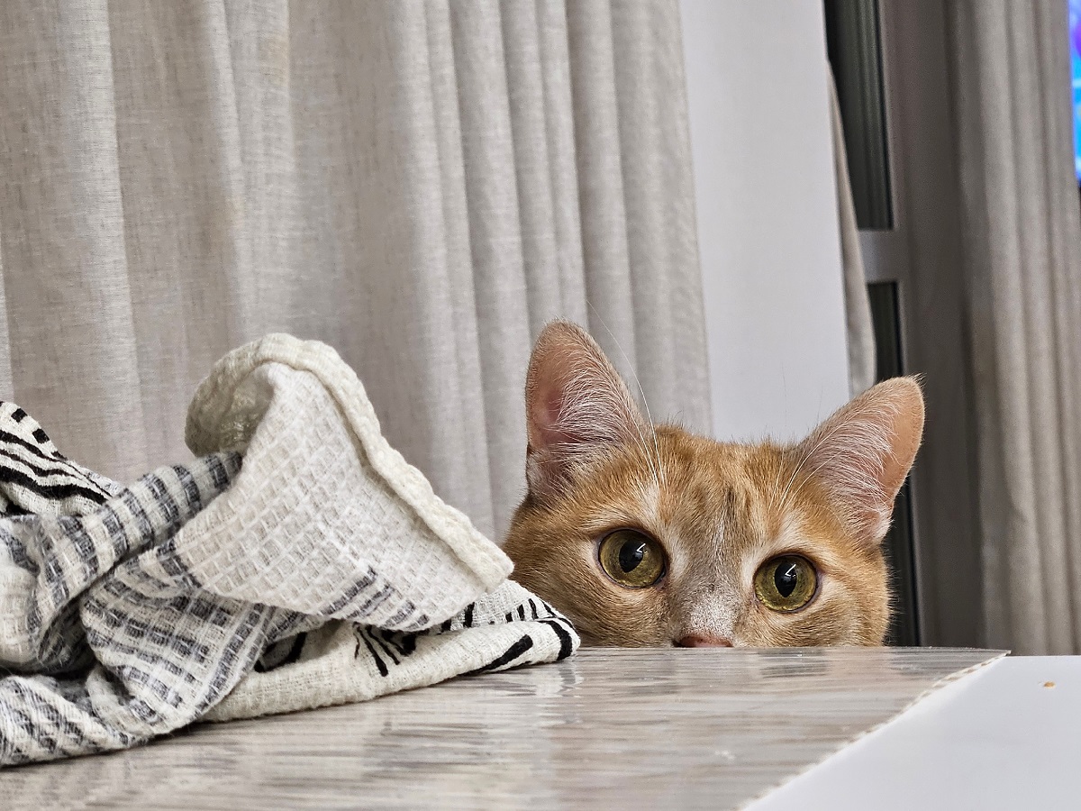 Что скрывает окрас вашей кошки - ученые поставили точку в вопросе. Важно знать каждому хозяину