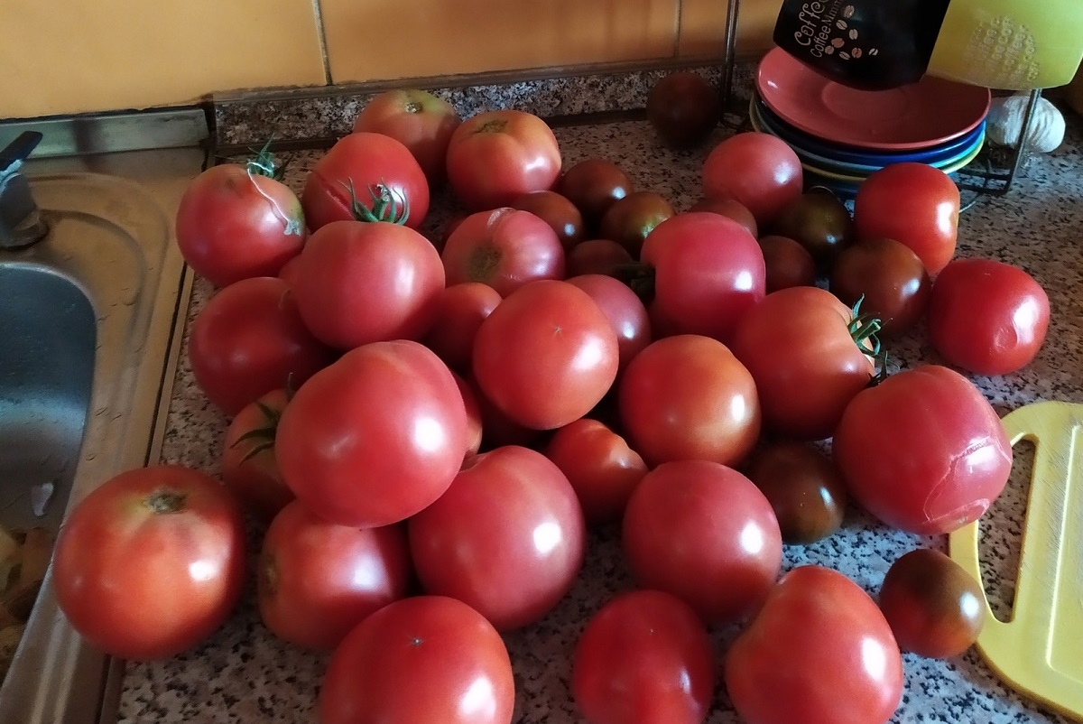 Не кладу помидоры в холодильник — соседка научила как сохранить их свежими аж до 3х месяцев