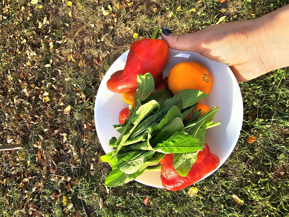 Зимние овощи на вашем огороде: что сажать в ноябре, чтоб к новогоднему столу были свеженькие