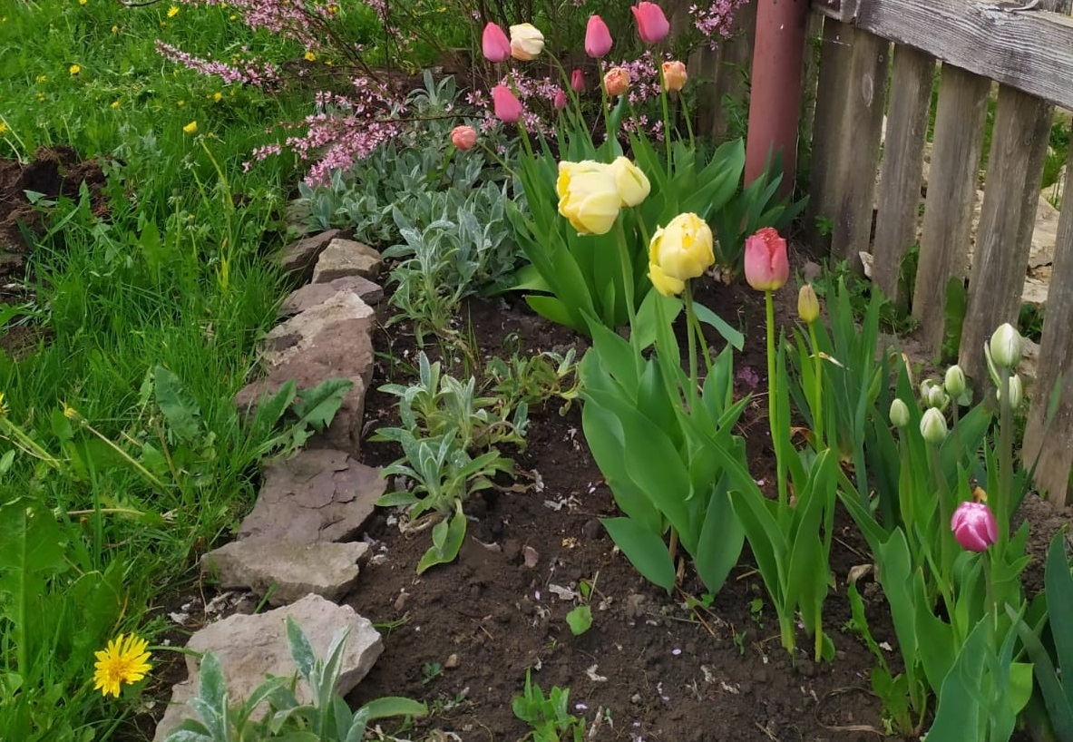 Все дачники должны посадить этот цветок до конца ноября: одним из первых распустится весной
