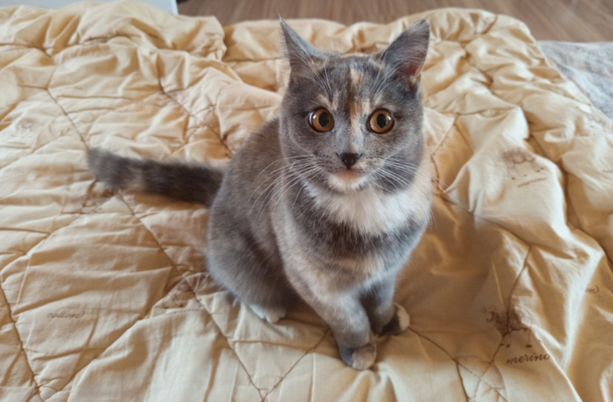 Кошкин пир горой или голодный обморок? Секреты идеального рациона для пушистого гурмана