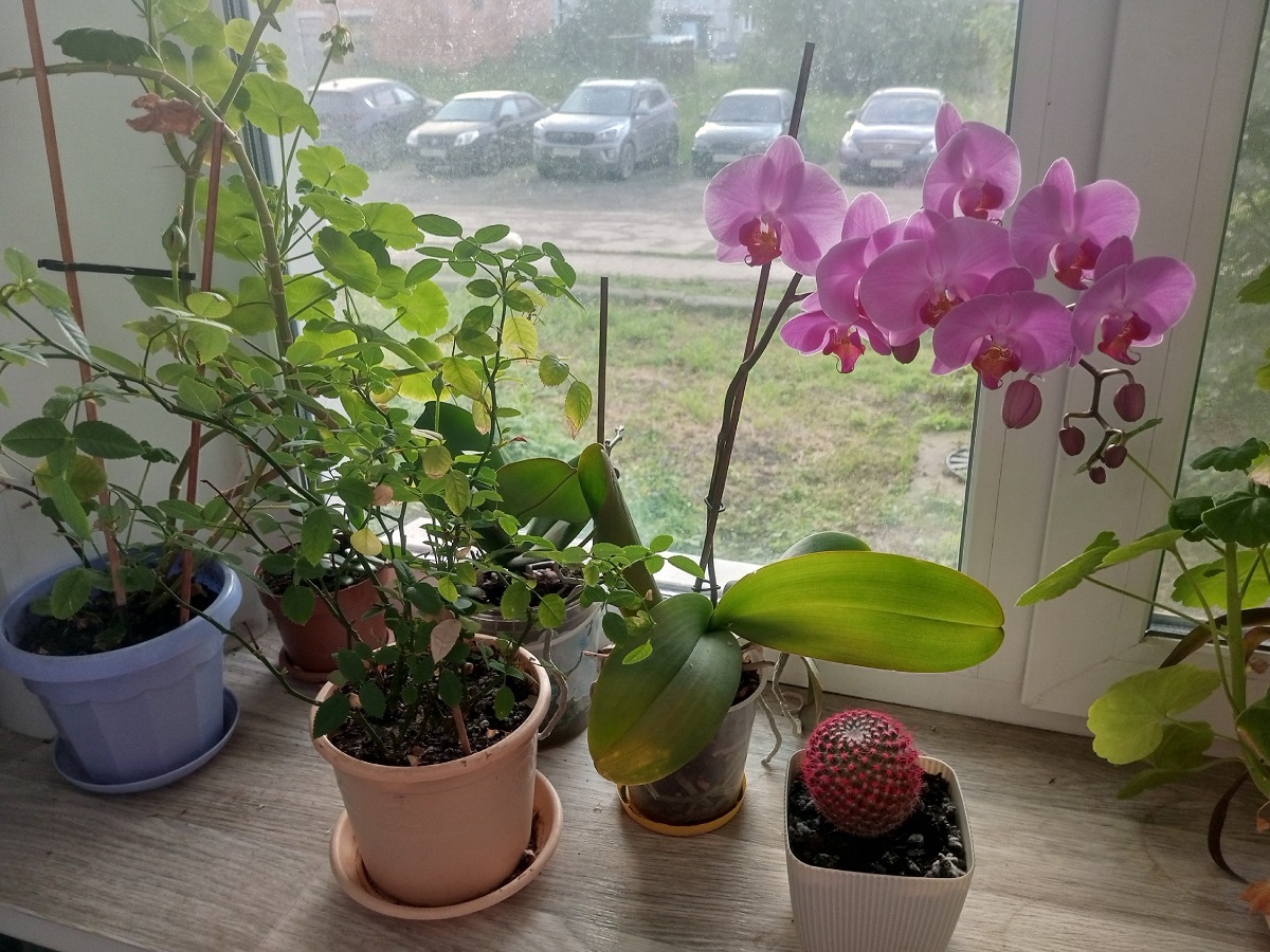 Эти растения на подоконнике защитят дом от тараканов: вредители на дух не переносят их запах