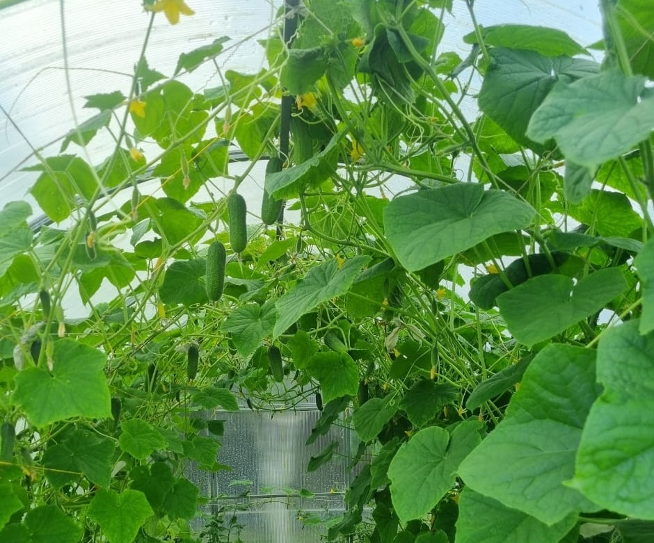 Вкуснющие и без капли горечи — семян мало, мякоти много: за этими сортами огурцов охотятся опытные дачники