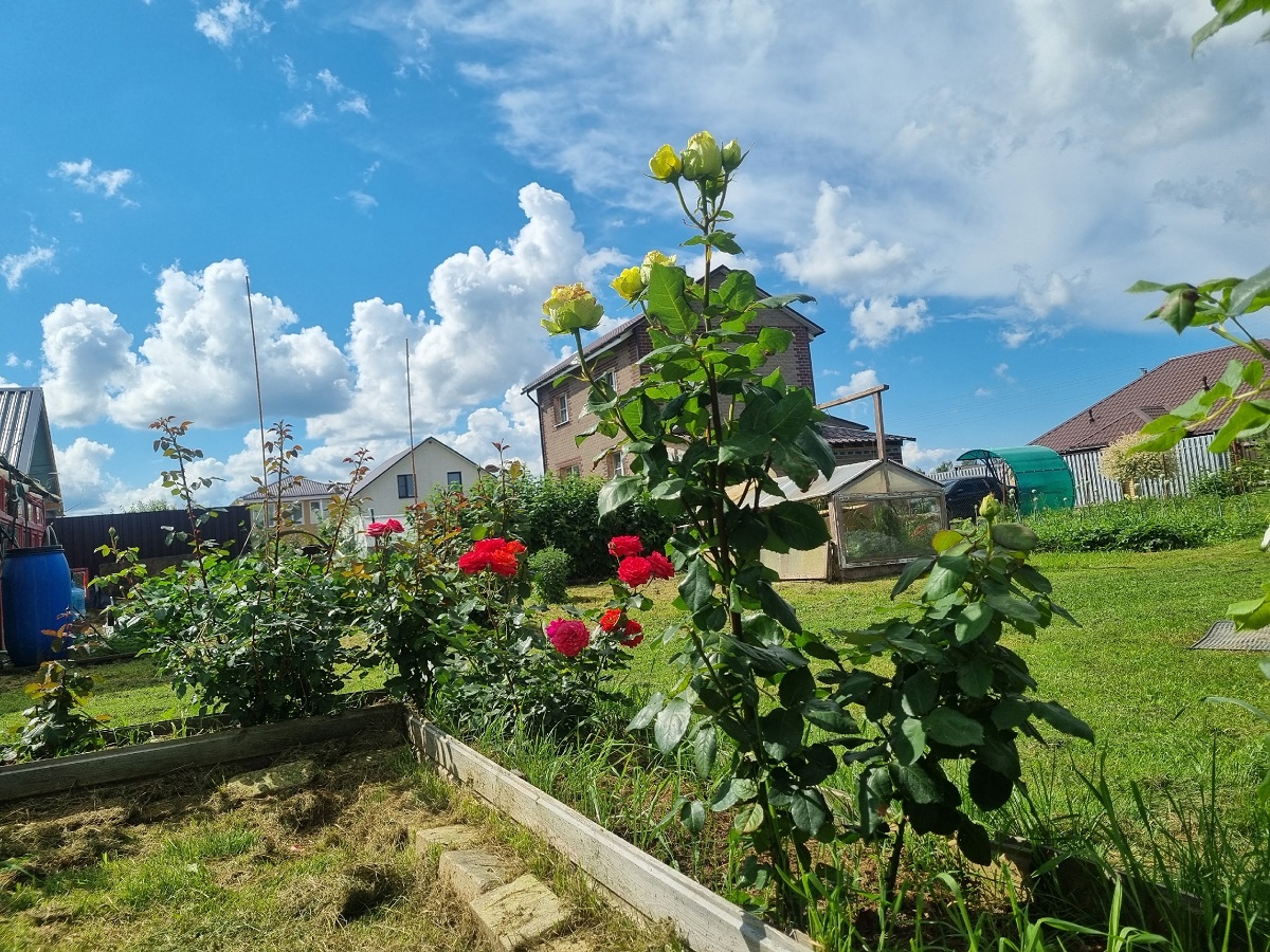Черенкую розы в ноябре этими 7 способами. Корни пускает каждый черенок