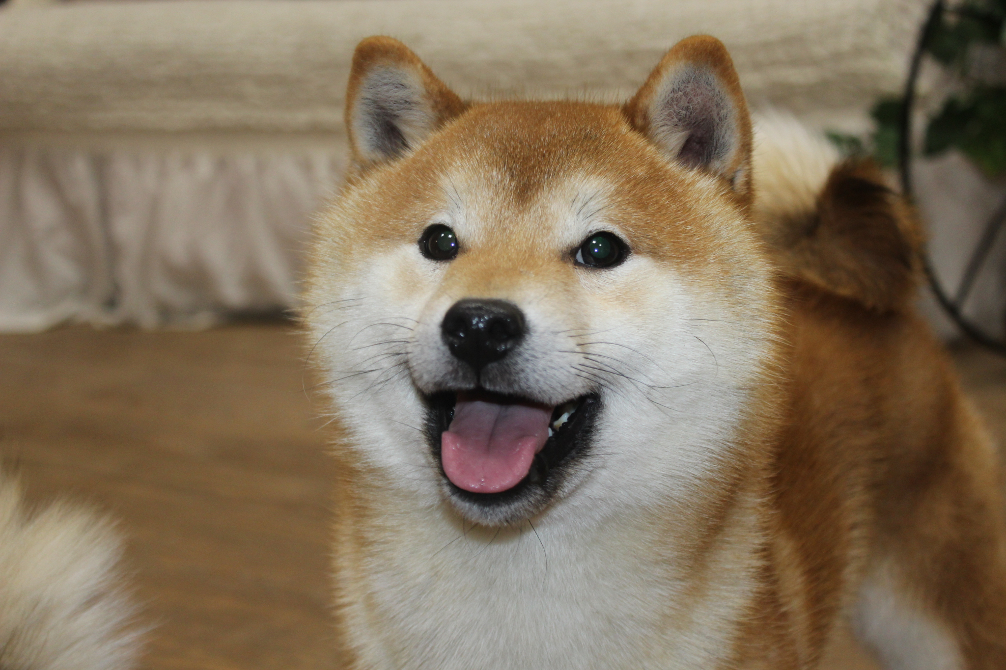 Присутствие собаки улучшает эмоциональное состояние человека — зоопсихологи