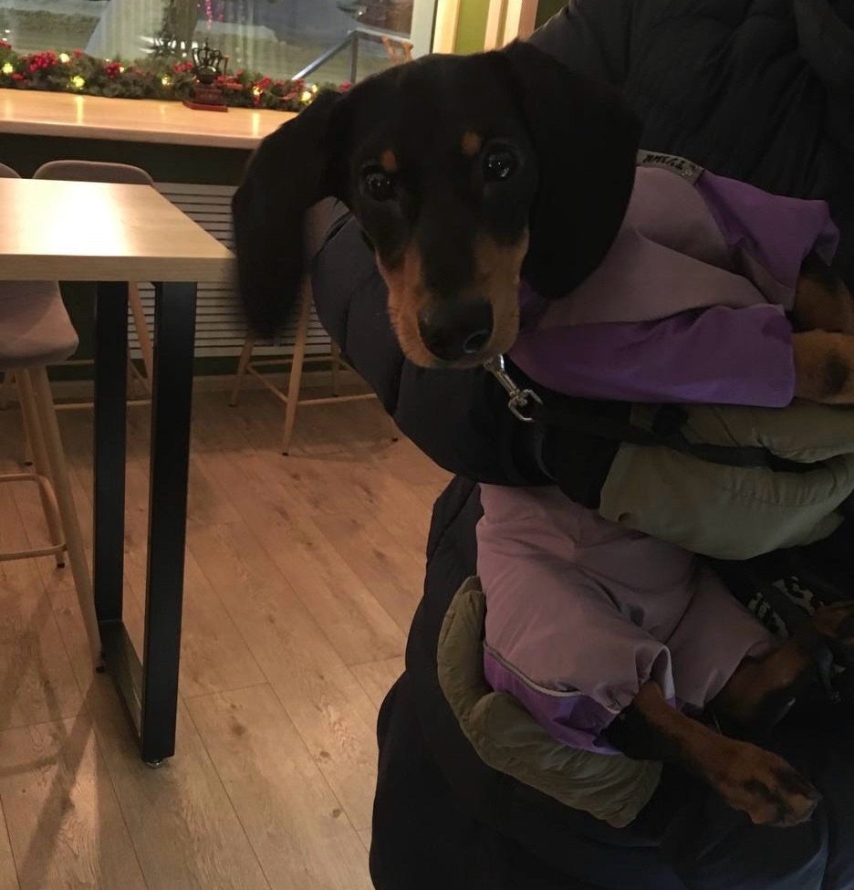 Звезды лают: какая порода собак – ваш идеальный компаньон по знаку зодиака