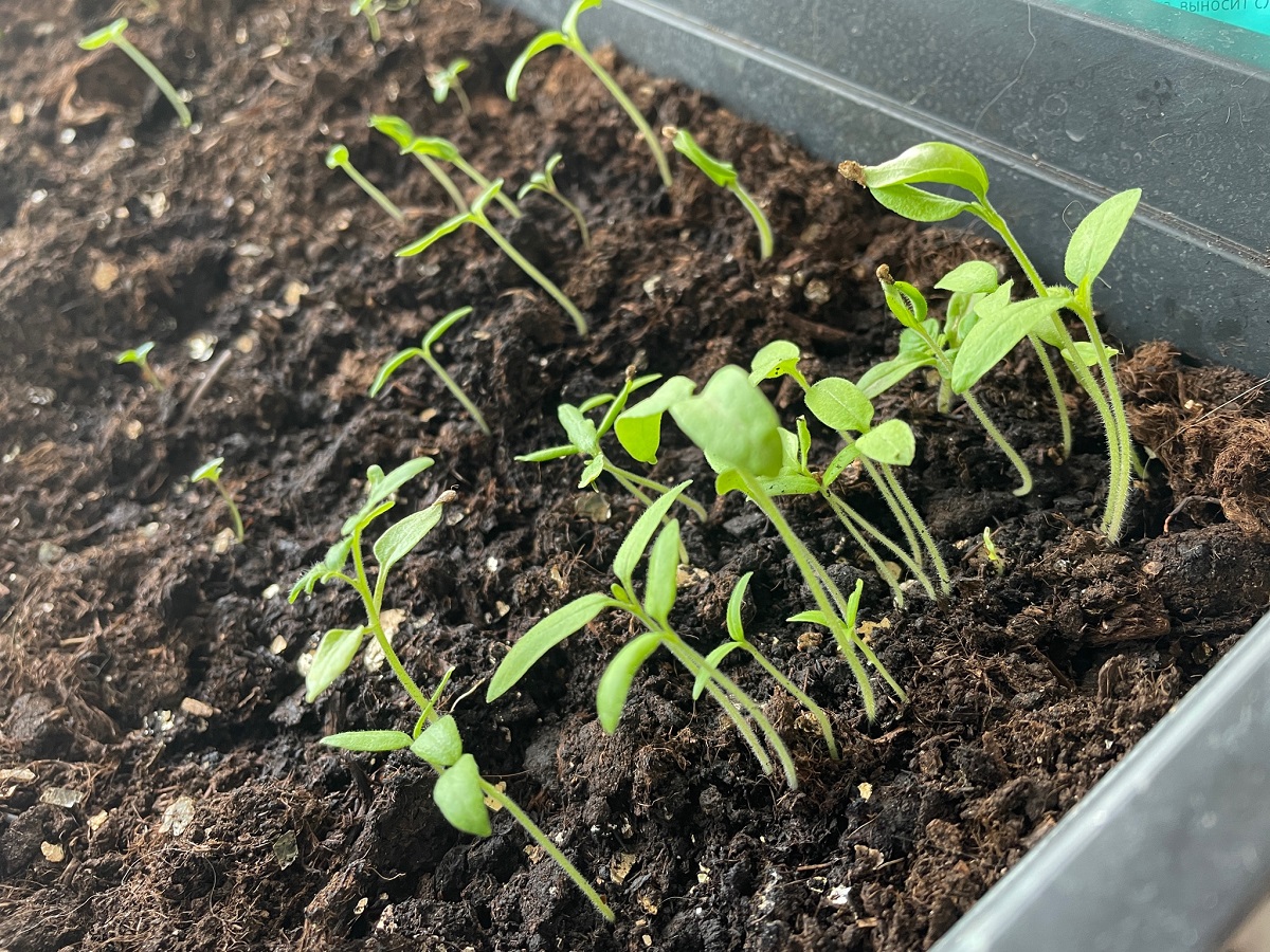 Огурцы на подоконнике: правила выращивания — без ламп и мудреных подкормок