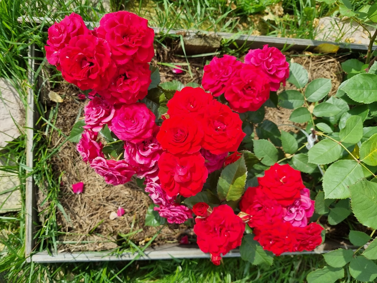 Надёжное укрытие роз на зиму: выдержат даже экстремальные морозы — метод применяют опытные агрономы