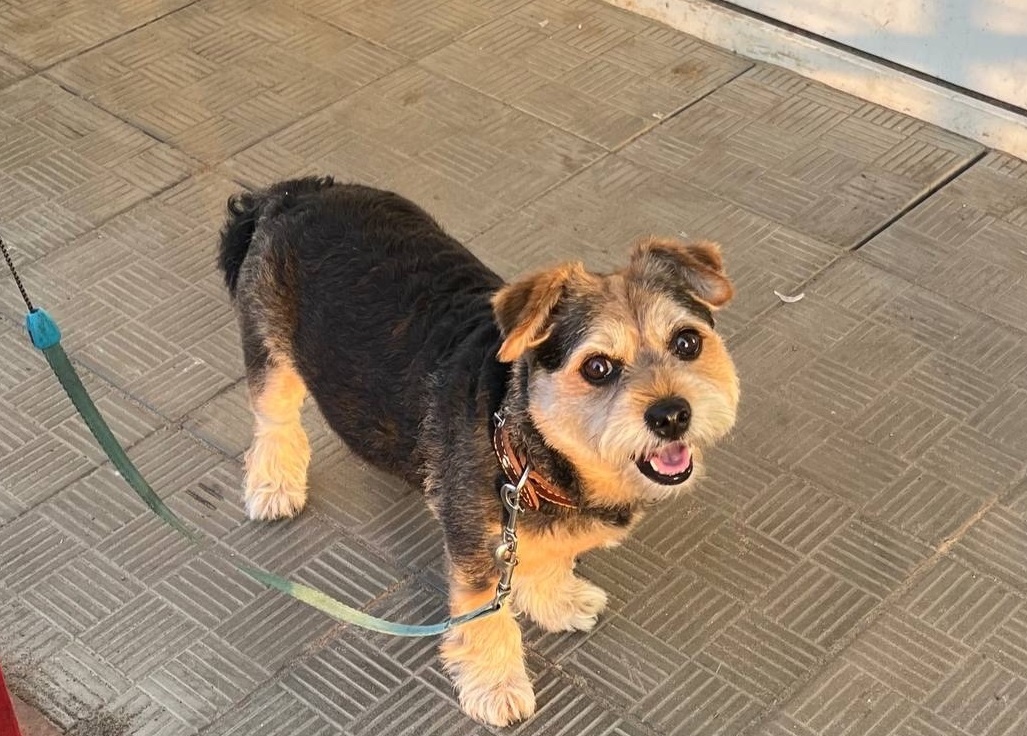 Где нельзя гладить собаку: об этих запретных местах должен знать каждый хозяин