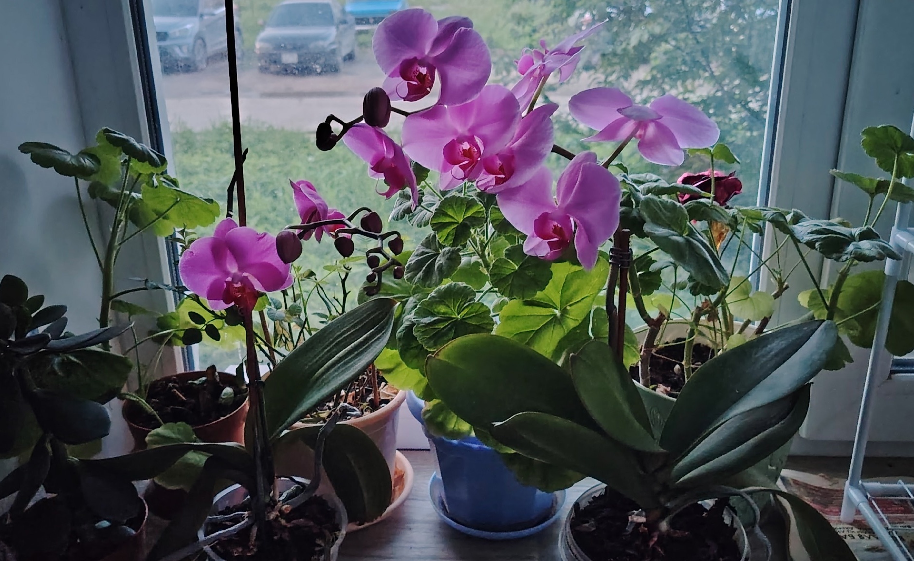 Цветы-вампиры: 10 ядовитых комнатных растений, которые в Европе запрещено держать в квартире