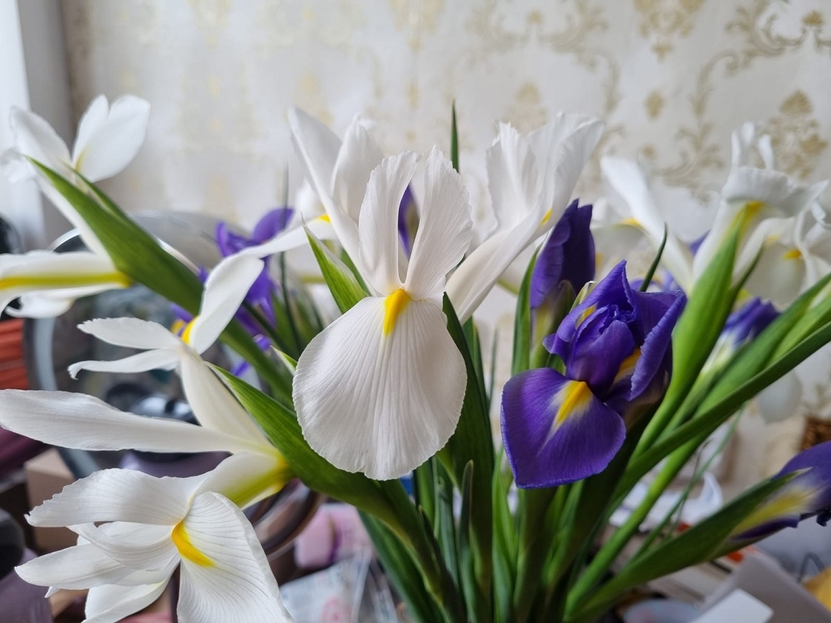 Не гниет, не болеет, осушает участки: цветок для дождливых регионов - сад засияет цветом раньше чем у соседей