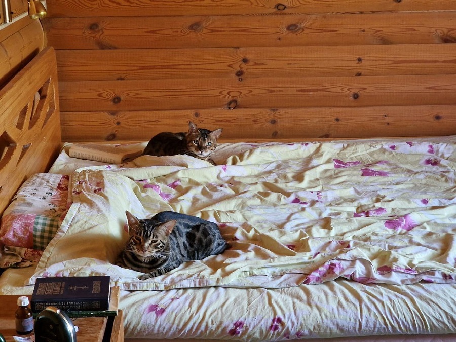 7 смешных привычек, выдающих кошатников: до слез забавно и правдиво