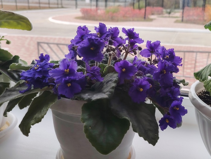 1 ложку под корень - и фиалка цветет как сумасшедшая: за шапкой цветов даже листвы не видно