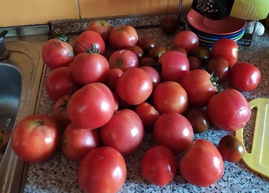 Дачники, вот самые вкусные урожайные томаты: Топ-6 любимых сортов для буйного урожая