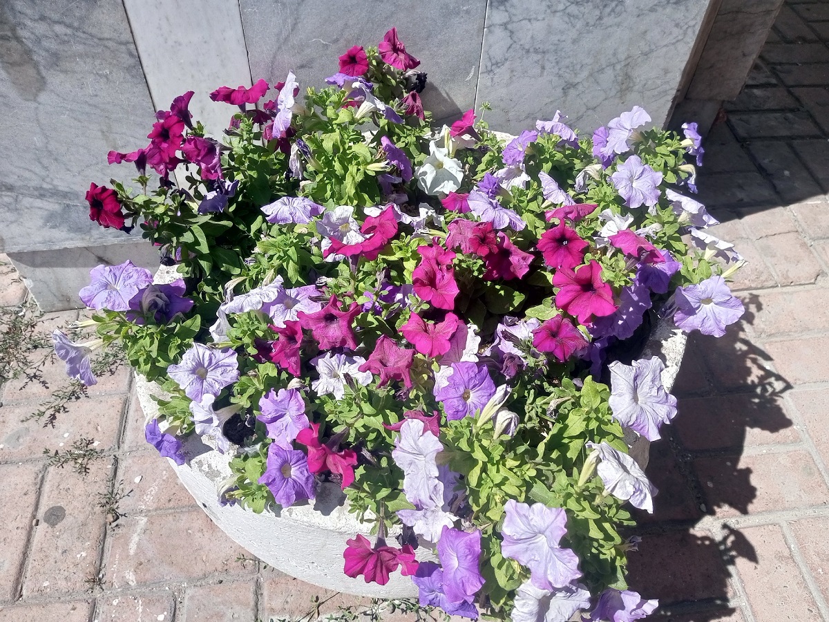 Петунии останутся в прошлом: эти цветы будут цвести весь сезон — сажать советуют опытные дачники