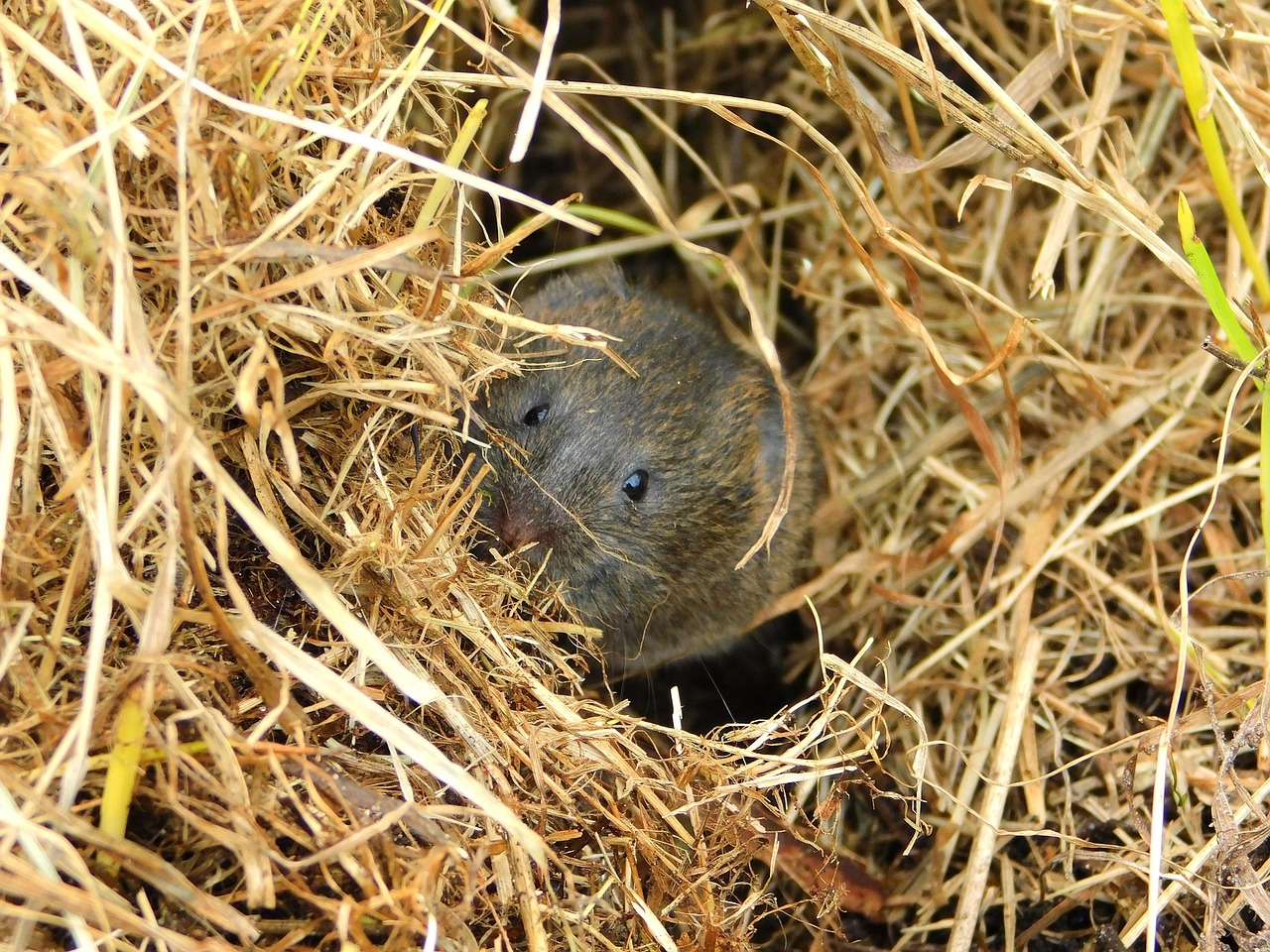 «Больше ни одна мышь не сунется!»: Древняя хитрость, которая изгоняет всех грызунов