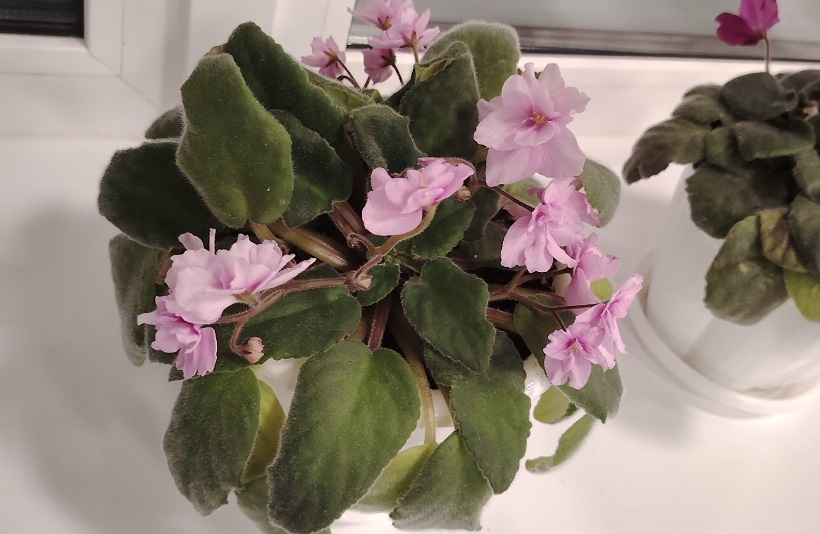 Поливаю фиалки простым настоем этой кожуры — и они расцветают так пышно, на улице ноябрь, а дома весна