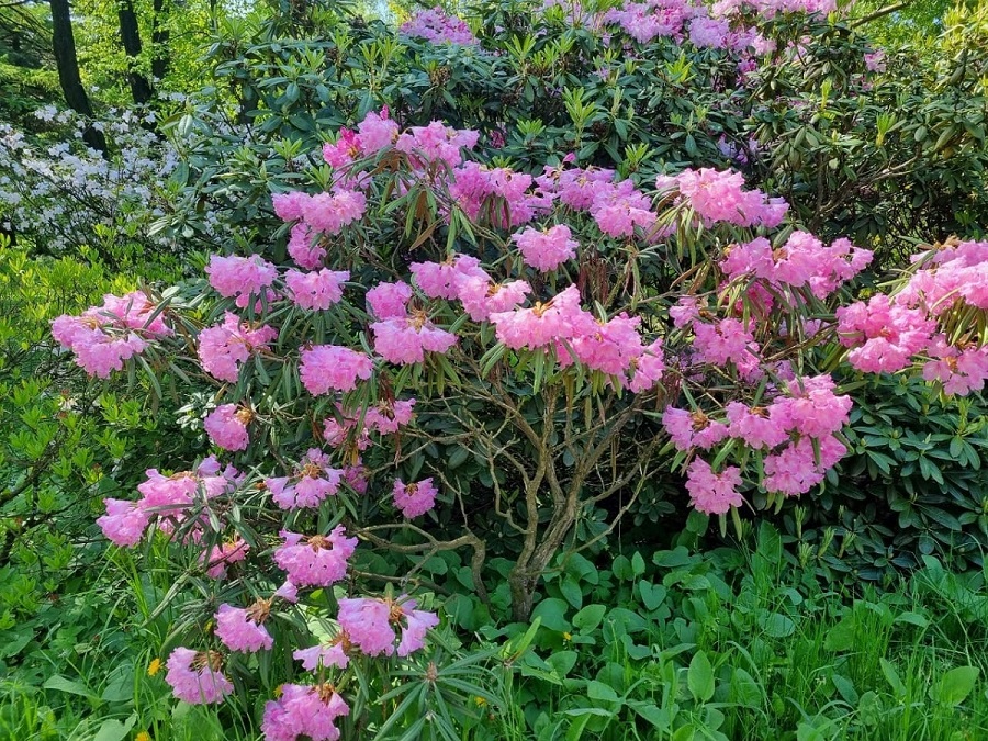 Посадите в ноябре: тот самый цветок, который растет сам и цветет 5 месяцев - без поливов и подкормок