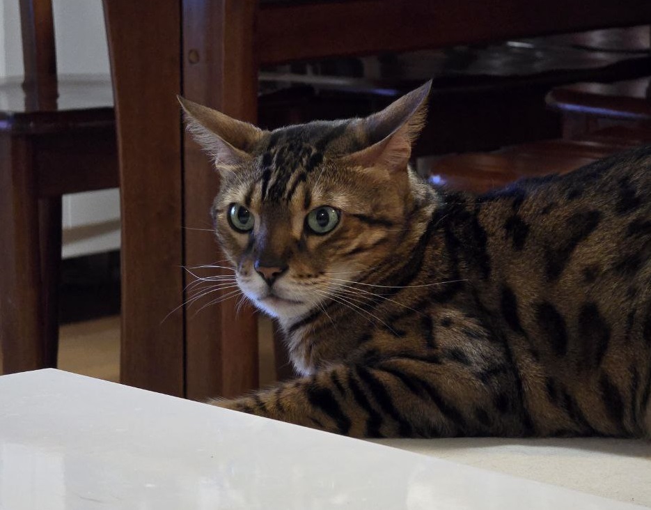 Хозяин спит, а кошка по нему ходит как по бульвару. Что это значит