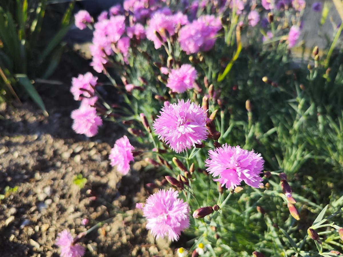 Как сеять астры под зиму: три простых способа - весной превратят участок в цветник