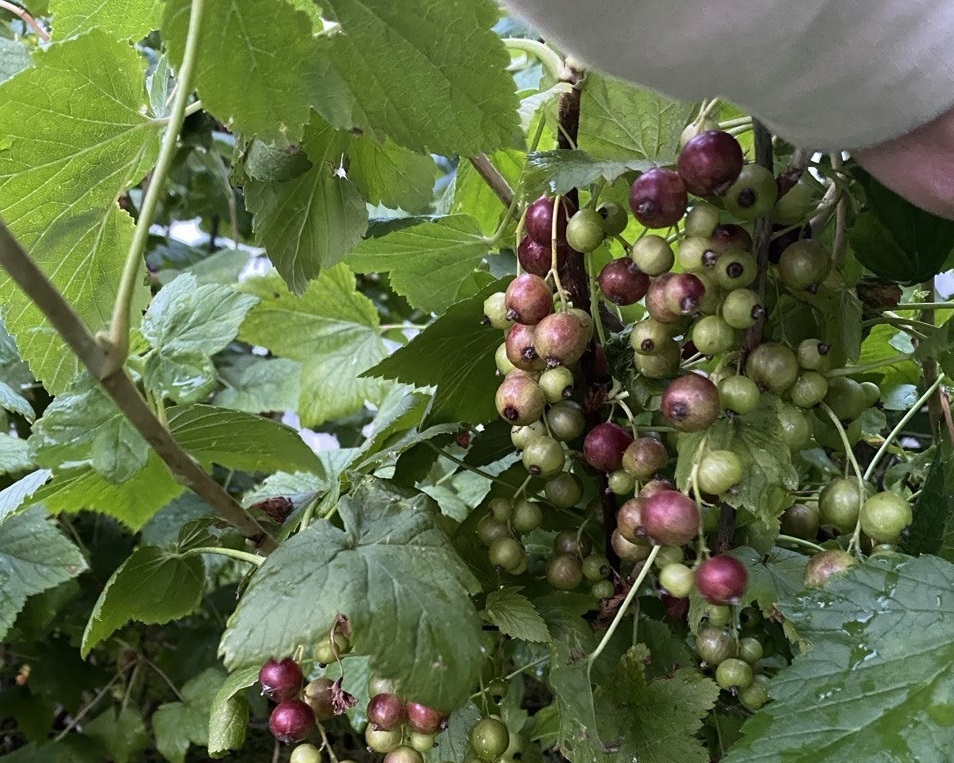 Мичуринский метод обрезки черной смородины - надежный способ проверенный поколениями