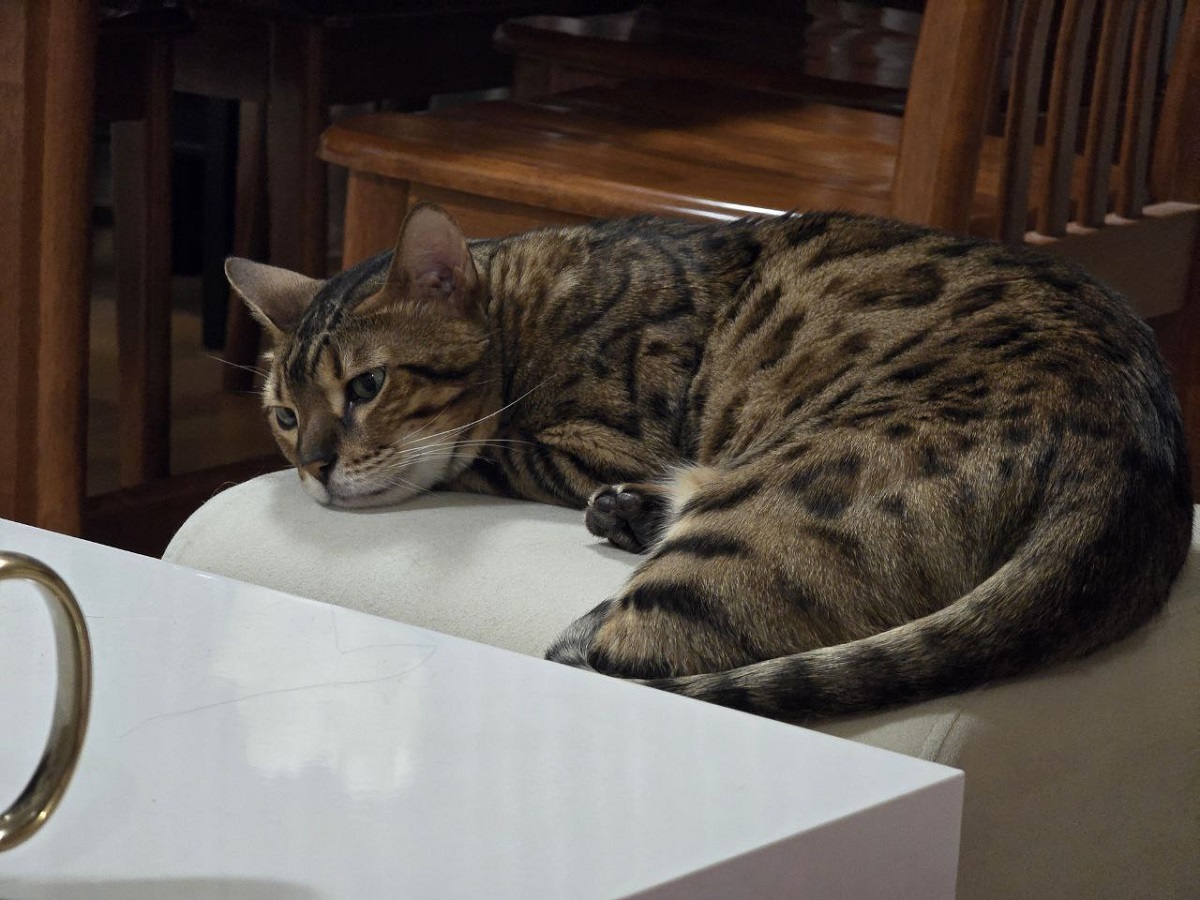 10 вещей, которые разобьют сердце вашей кошке - проверьте, не грешите ли этим