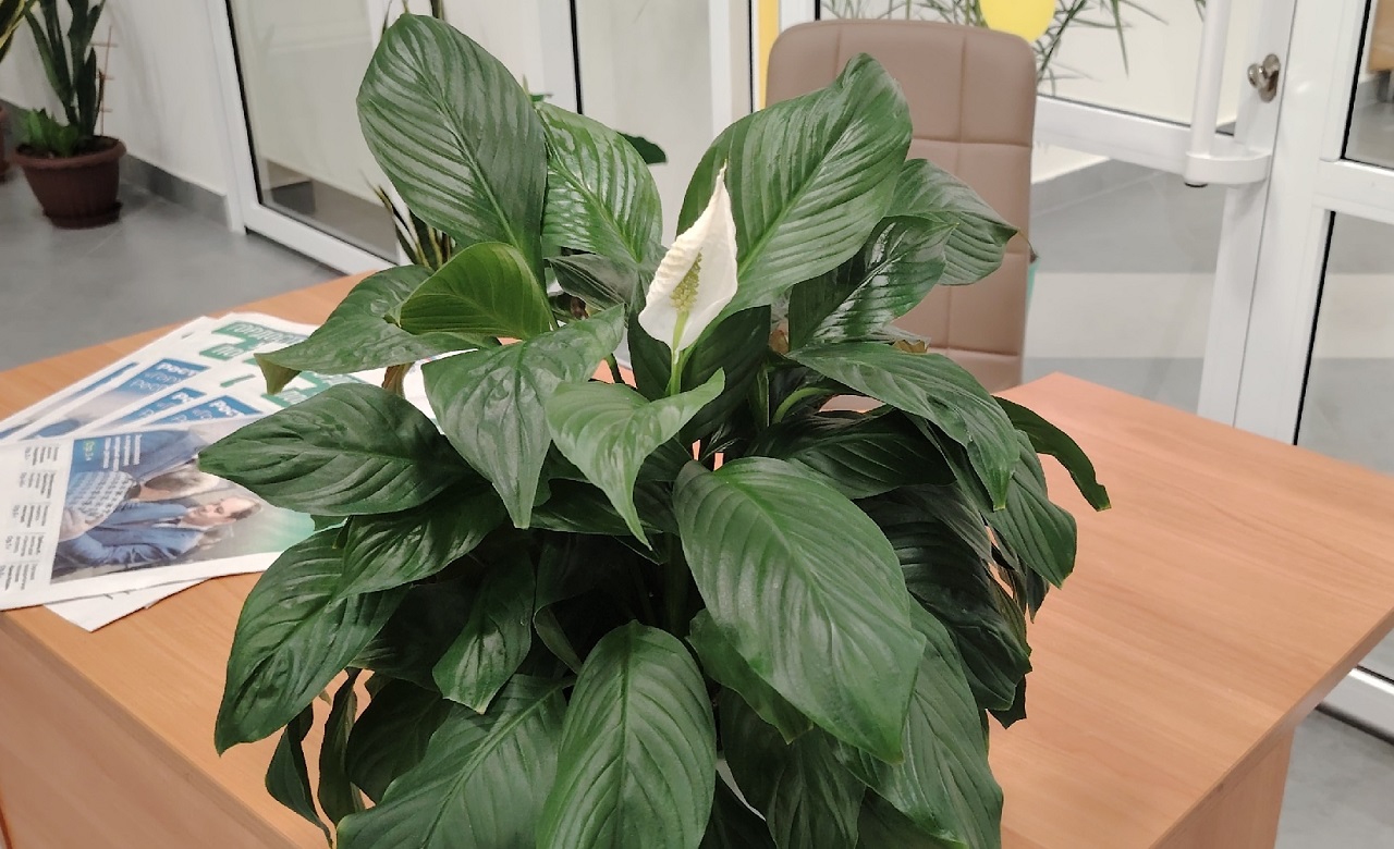 Цветущий спатифиллум: 4 правила для того, чтобы цвел зимой круче чем в жару