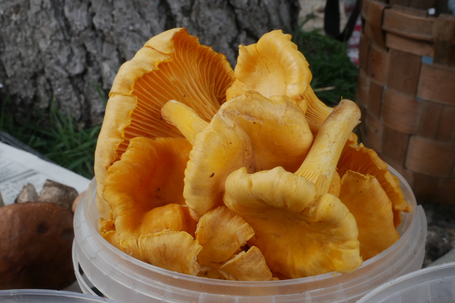 Яд в бульоне. Врач объяснила, из каких съедобных грибов не стоит варить суп