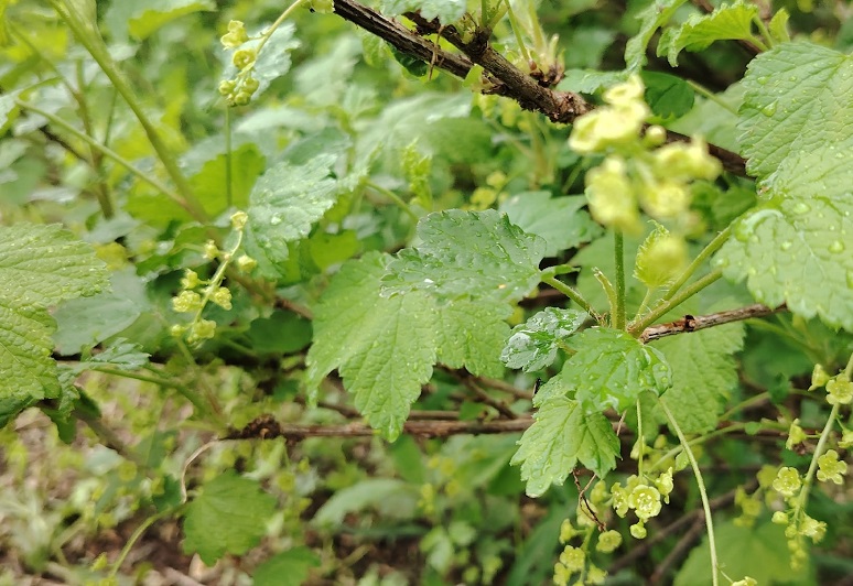 Растет как на дрожжах: Всего одна подкормка — и смородина станет размером с вишню - провереная хитрость